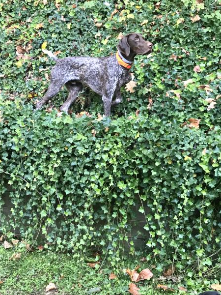 /images/uploads/southeast german shorthaired pointer rescue/segspcalendarcontest2021/entries/21727thumb.jpg